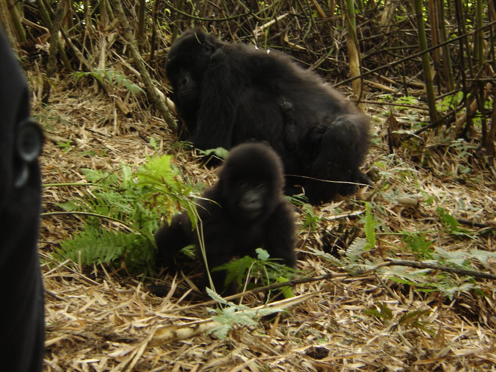 Virunga National Park: Wildlife and Adventure in DRC - Mom and Kids