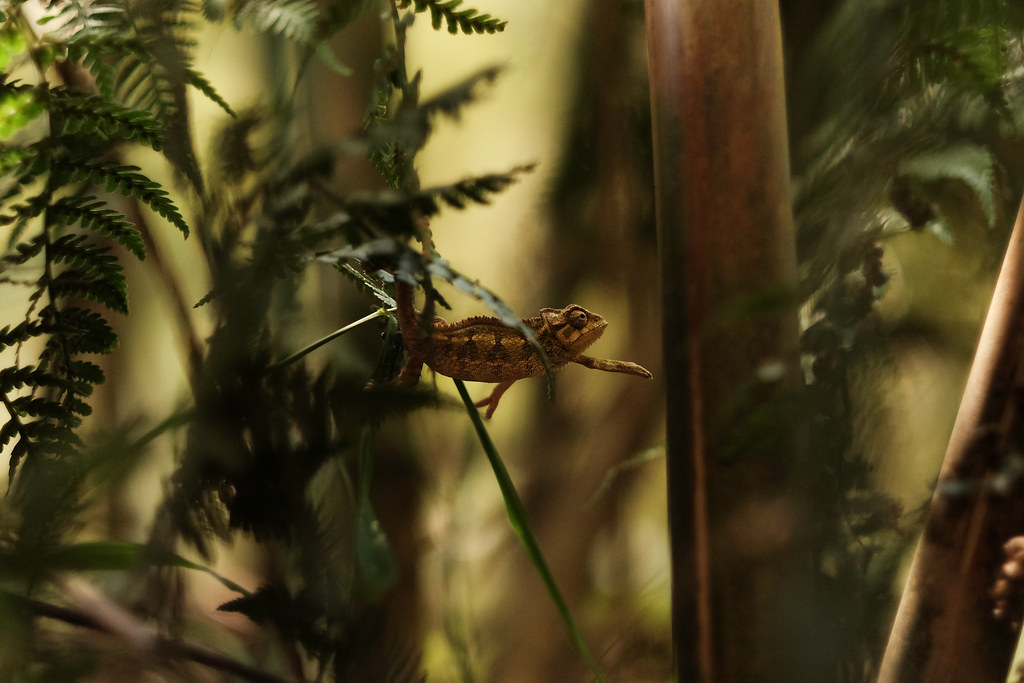 Virunga National Park: Wildlife and Adventure in DRC - Out of reach