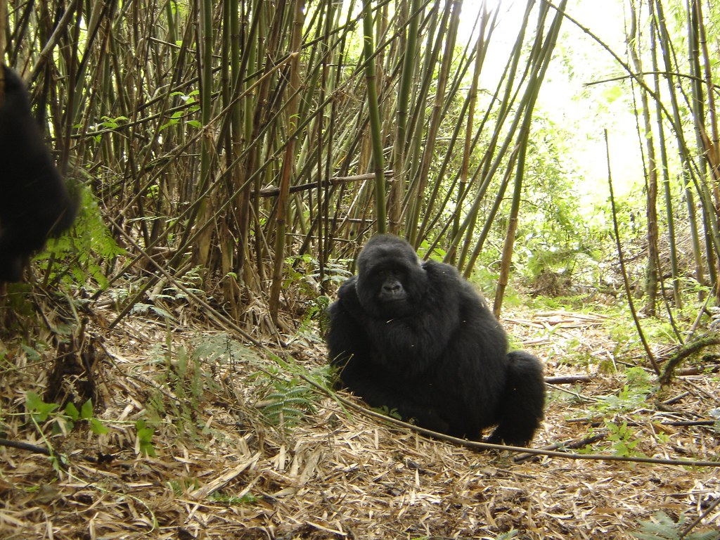 Virunga National Park: Wildlife and Adventure in DRC - Pensive Female