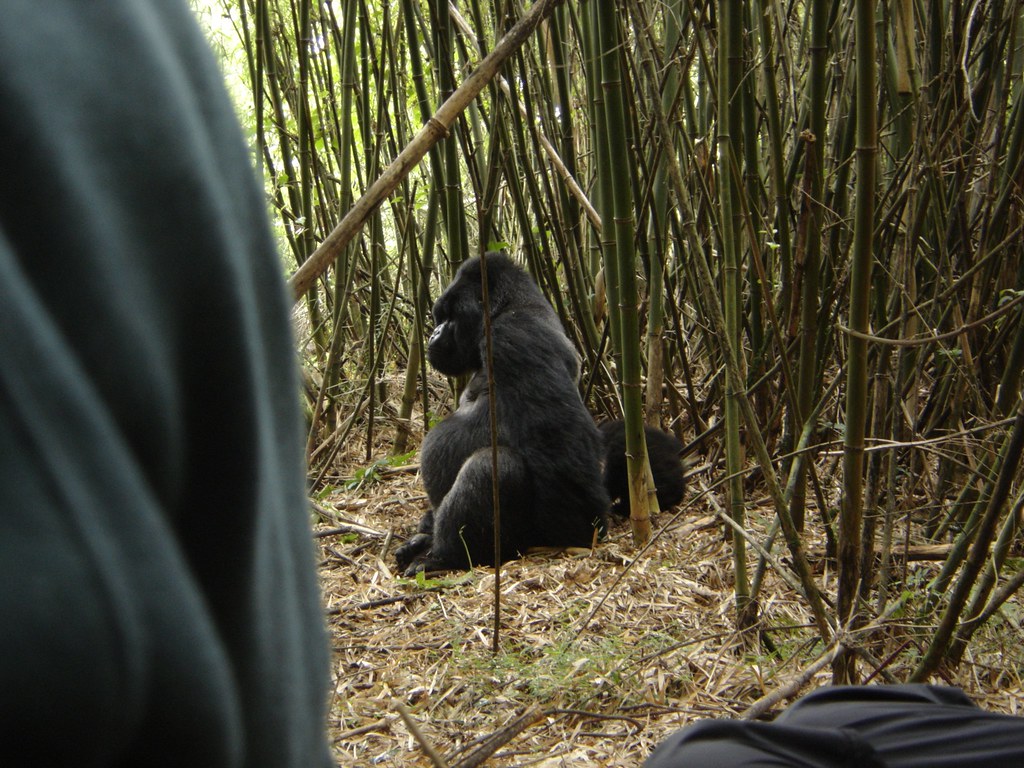 Virunga National Park: Wildlife and Adventure in DRC